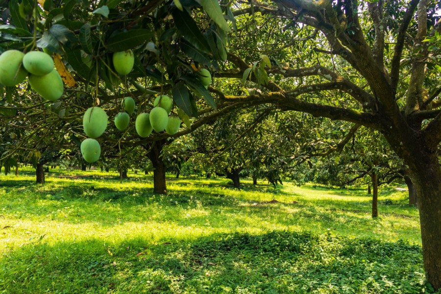 Comment planifier un projet de forêt comestible ? Comment planifier un projet de forêt comestible ?