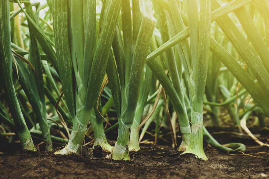 Qu'est-ce qu'une forêt comestible ? Qu'est-ce qu'une forêt comestible ?